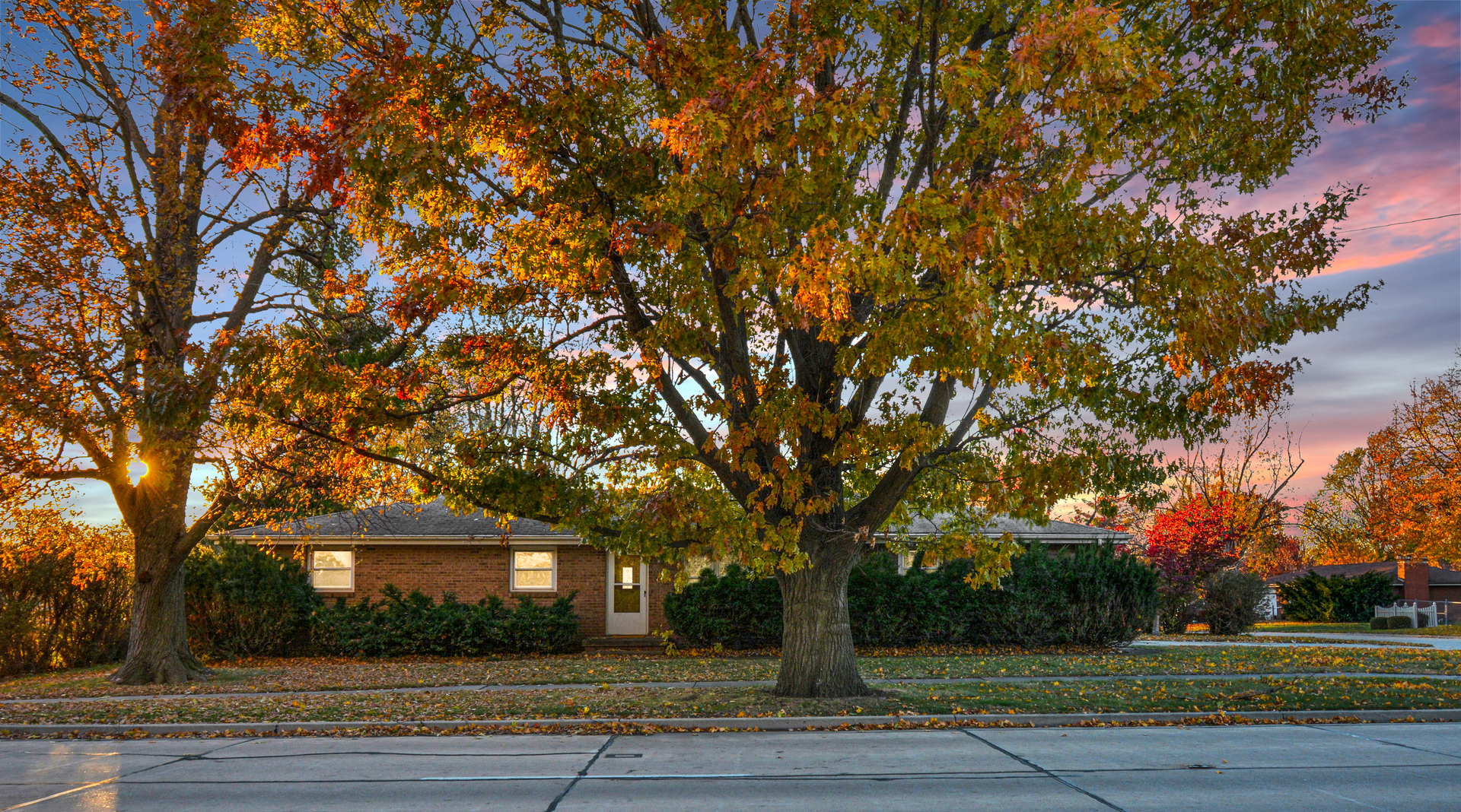 a view of a trees in a yard