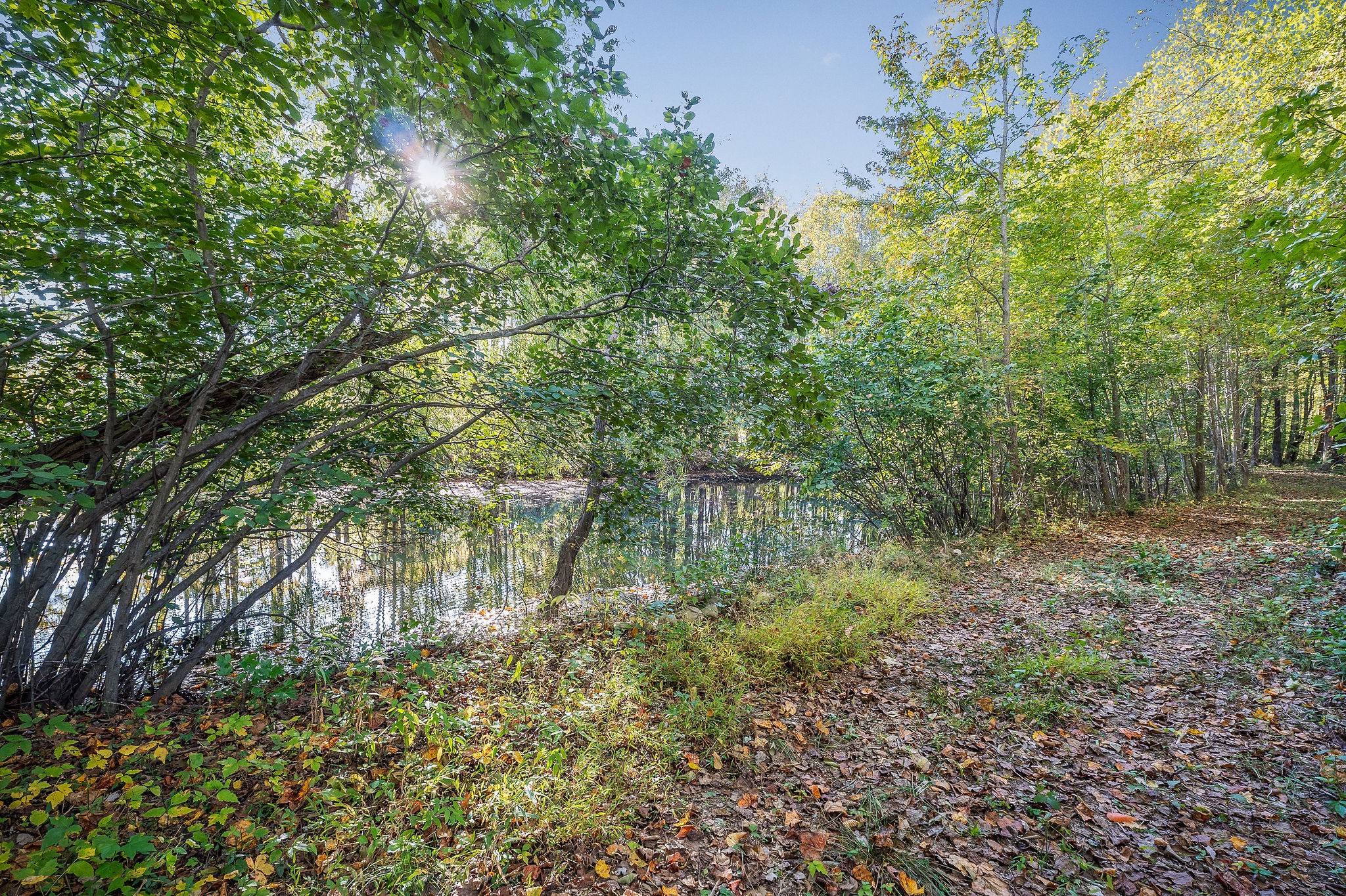 212 Park Road Rickman, TN 38580 - Photo 3 of 18 a view of a garden with a tree