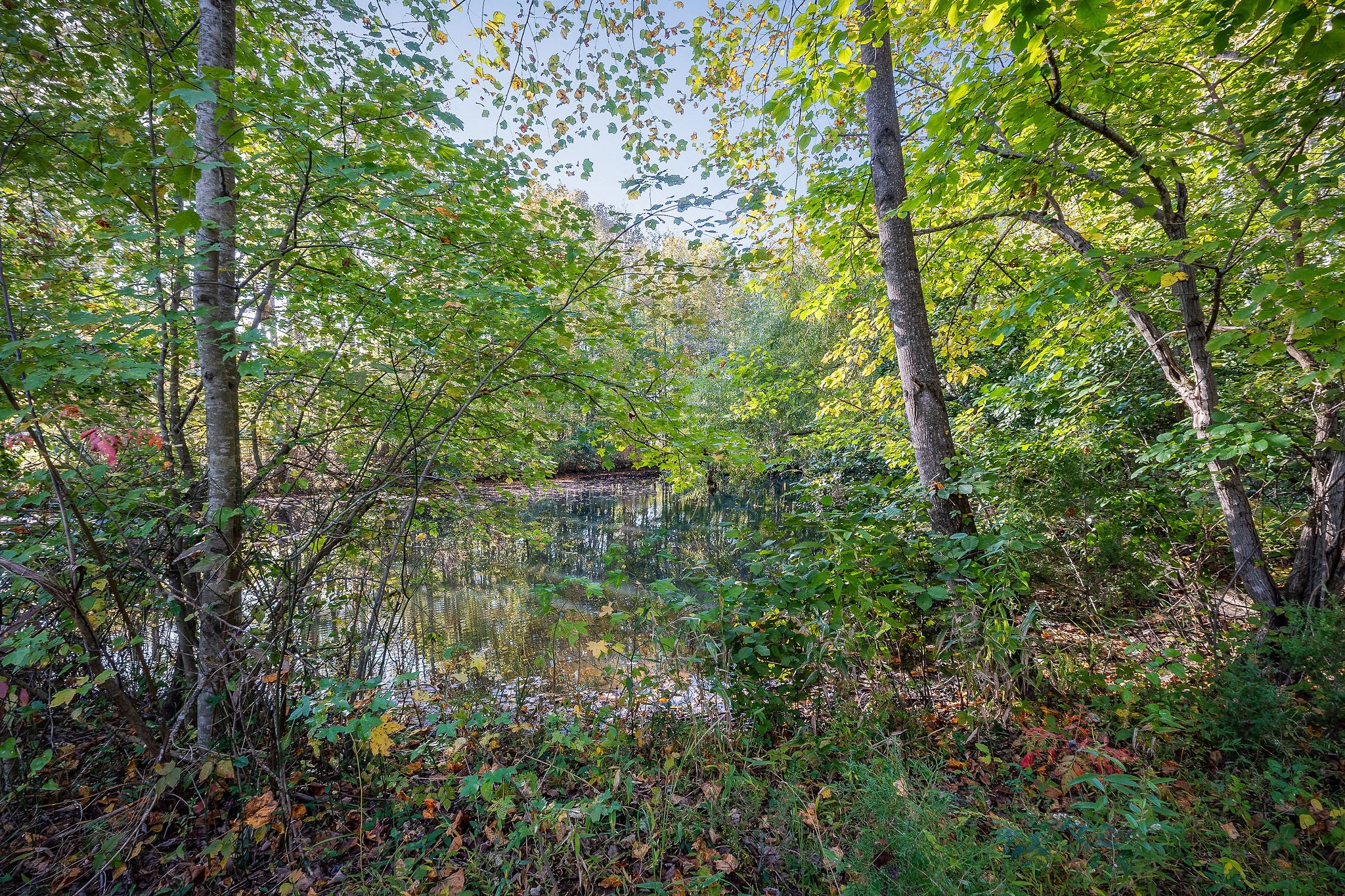 212 Park Road Rickman, TN 38580 - Photo 4 of 18 a view of a forest with a tree