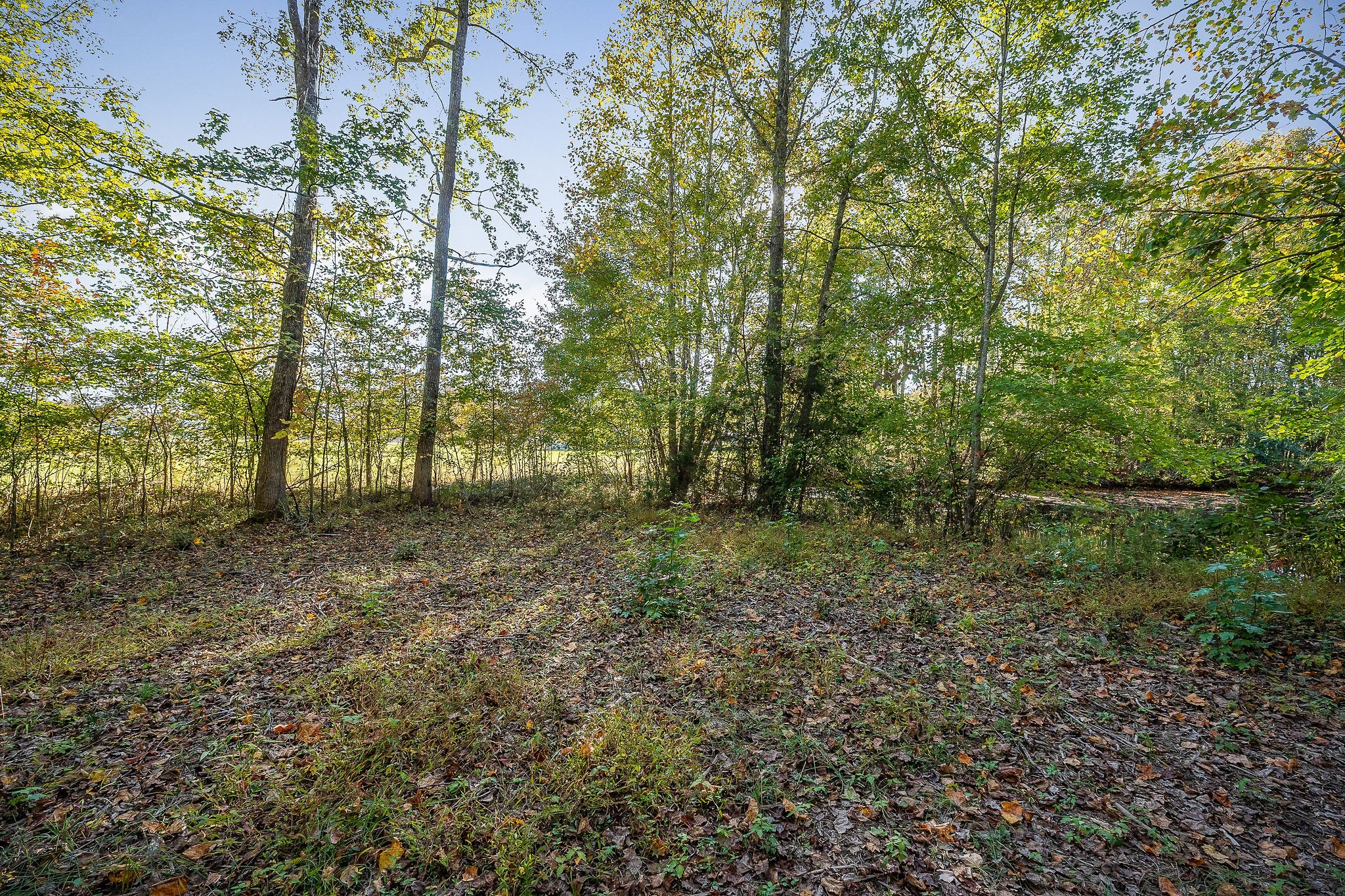 212 Park Road Rickman, TN 38580 - Photo 9 of 18 a view of a forest with trees in the background