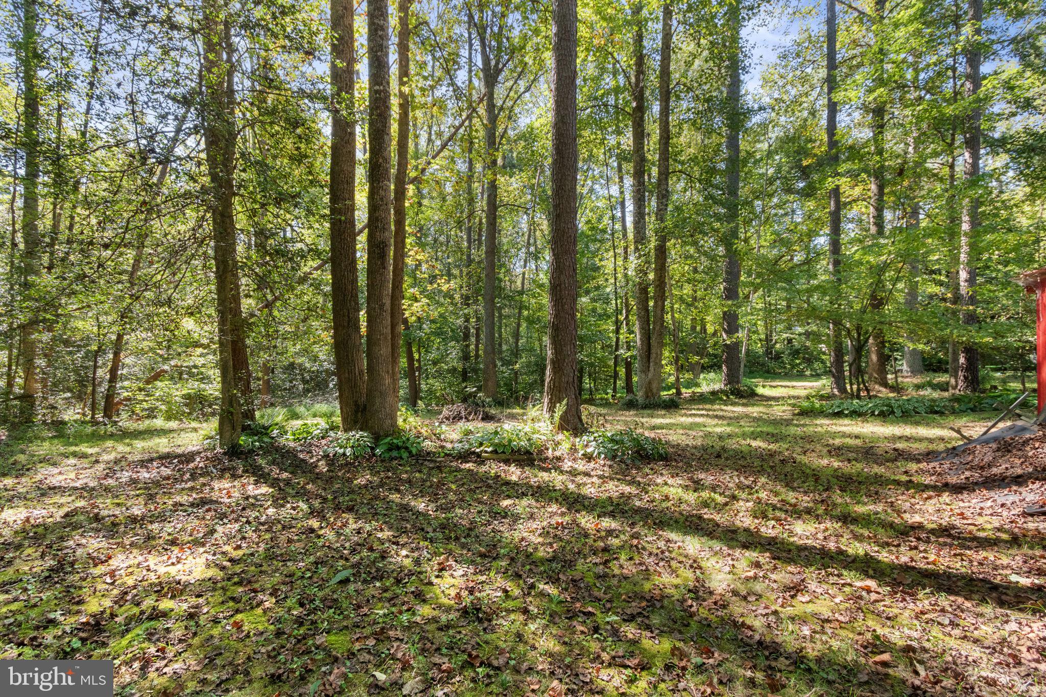 6035 Towles Mill Road Partlow, VA 22534 - Photo 53 of 66 Private wooded property