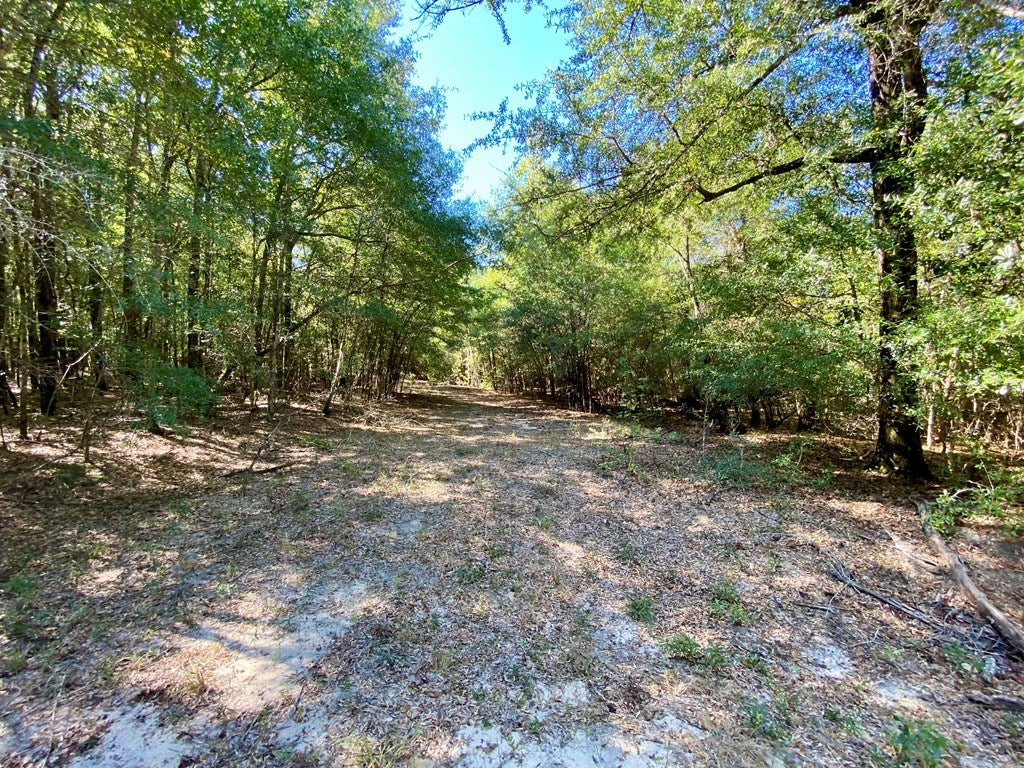 0 Clubhouse Road Coleman, GA 39836 - Photo 9 of 33 Gallery Image 9