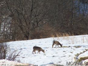 382 Barrcut Road Spencer, WV 25276 - Photo 7 of 14 Deer on property