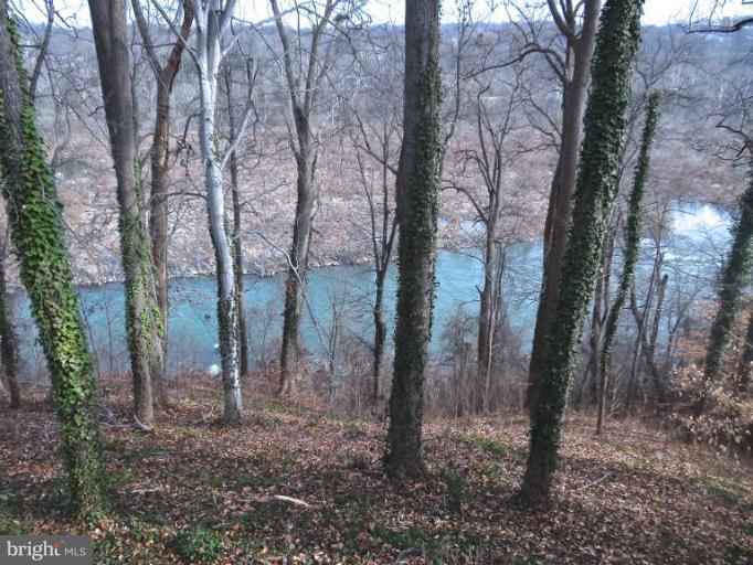 634 Chain Bridge Road McLean, VA 22101 - Photo 2 of 6 a view of a forest filled with trees