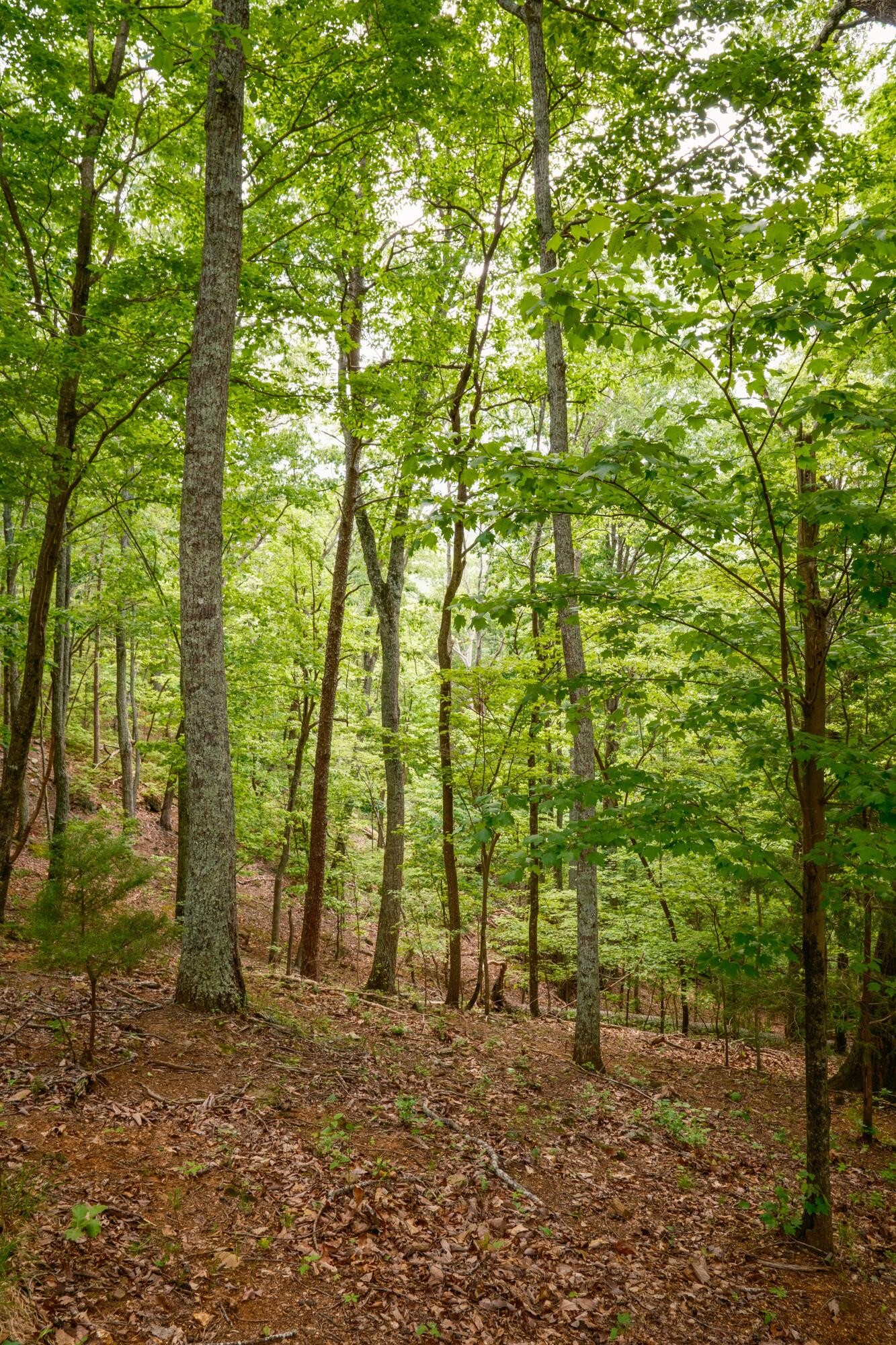 6971 West Cove Road Chickamauga, GA 30707 - Photo 15 of 100