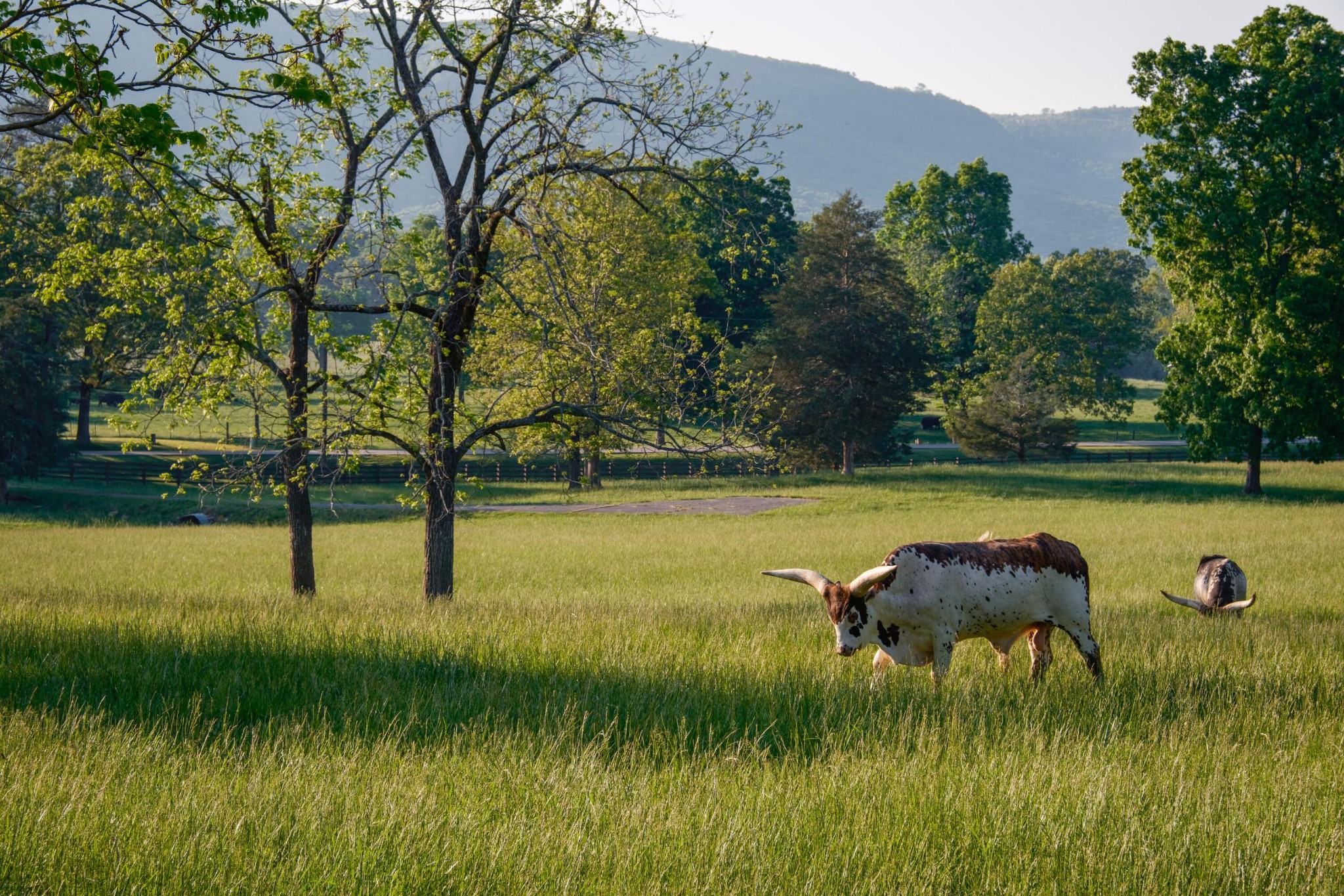 6971 West Cove Road Chickamauga, GA 30707 - Photo 19 of 100