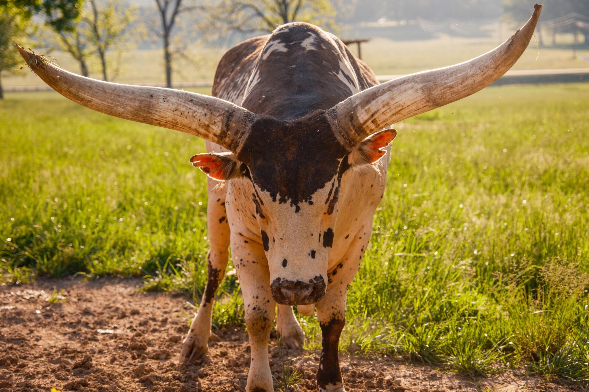 6971 West Cove Road Chickamauga, GA 30707 - Photo 97 of 100