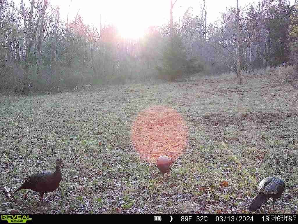 1840 Ed Jones Road Scottsville, VA 24590 - Photo 5 of 8 a view of outdoor space and yard