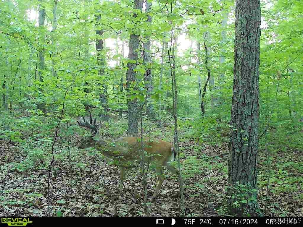 1840 Ed Jones Road Scottsville, VA 24590 - Photo 7 of 8