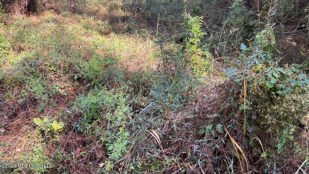 Schmidt Road McComb, MS 39648 - Photo 5 of 10 20250707200532799634000000-o