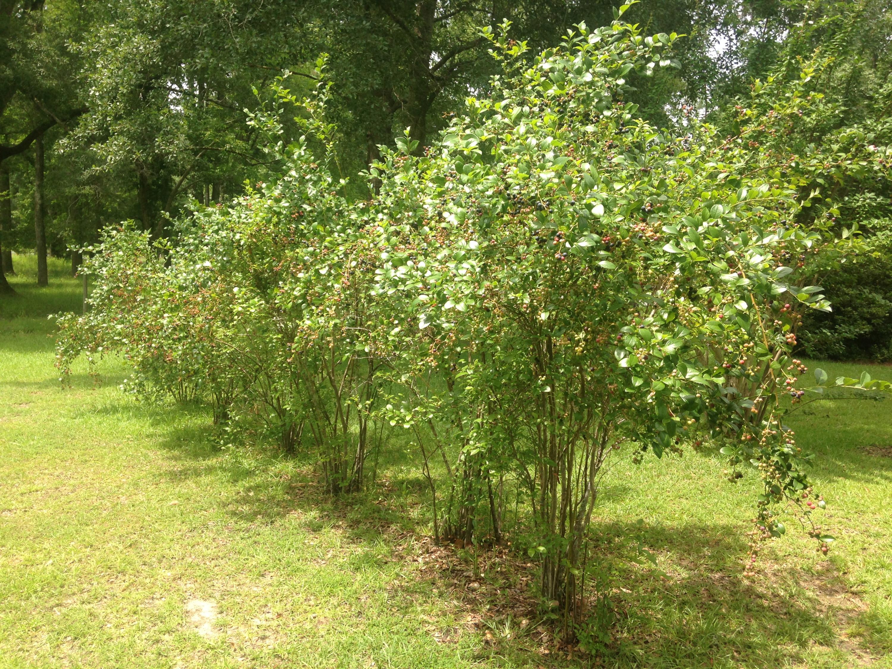 2626 Wesley Grove Road Cottageville, SC 29435 - Photo 23 of 28 Blueberry Bushes