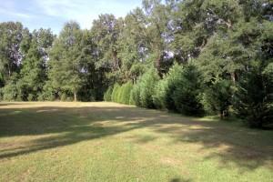 2626 Wesley Grove Road Cottageville, SC 29435 - Photo 10 of 28 Beautiful Wooded Yard!