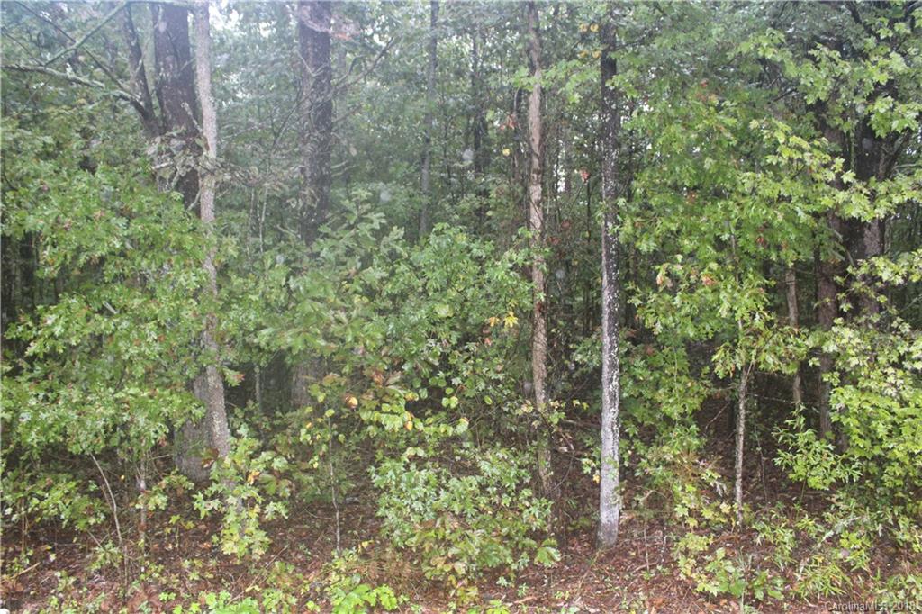 1356 Lee Cudd Road Rutherfordton, NC 28139 - Photo 5 of 5 a view of a forest with a tree