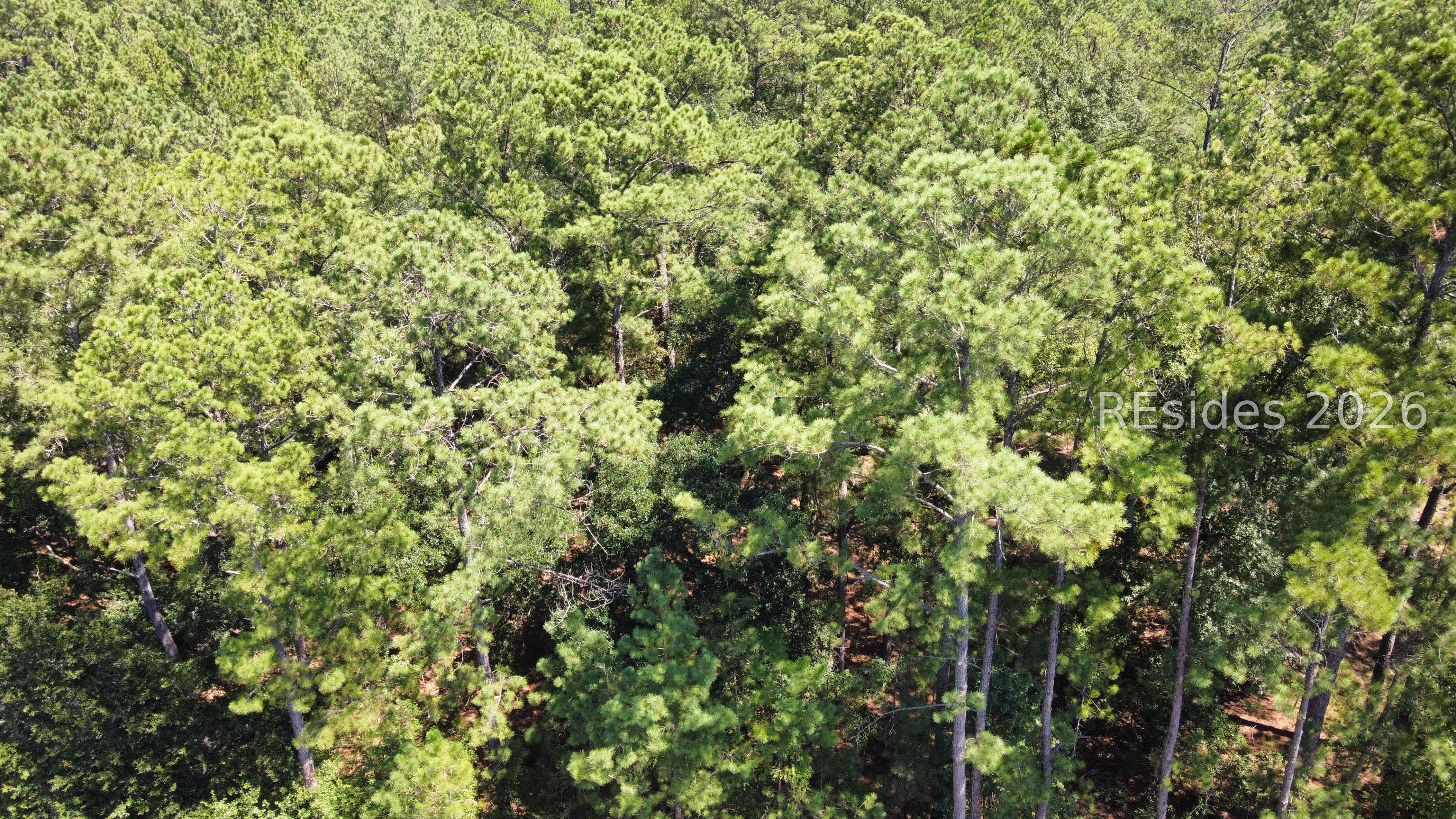 0 Firetower Road Pineland, SC 29934 - Photo 8 of 12 Gallery Image 8
