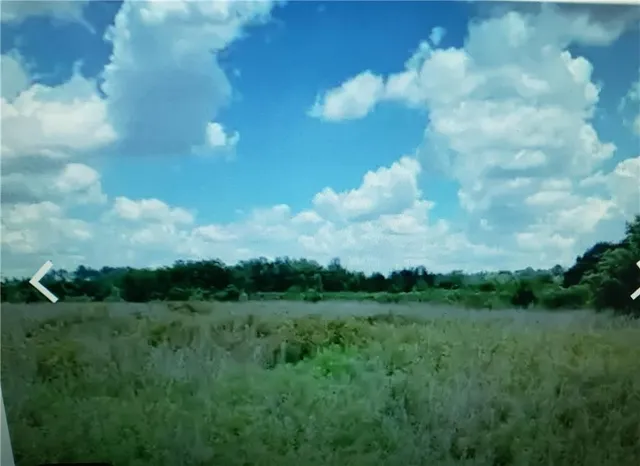 a view of a bunch of trees in background