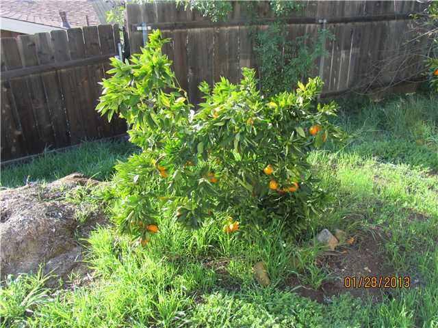 13360 Scotsman Road Lakeside, CA 92040 - Photo 22 of 22 Blood orange tree