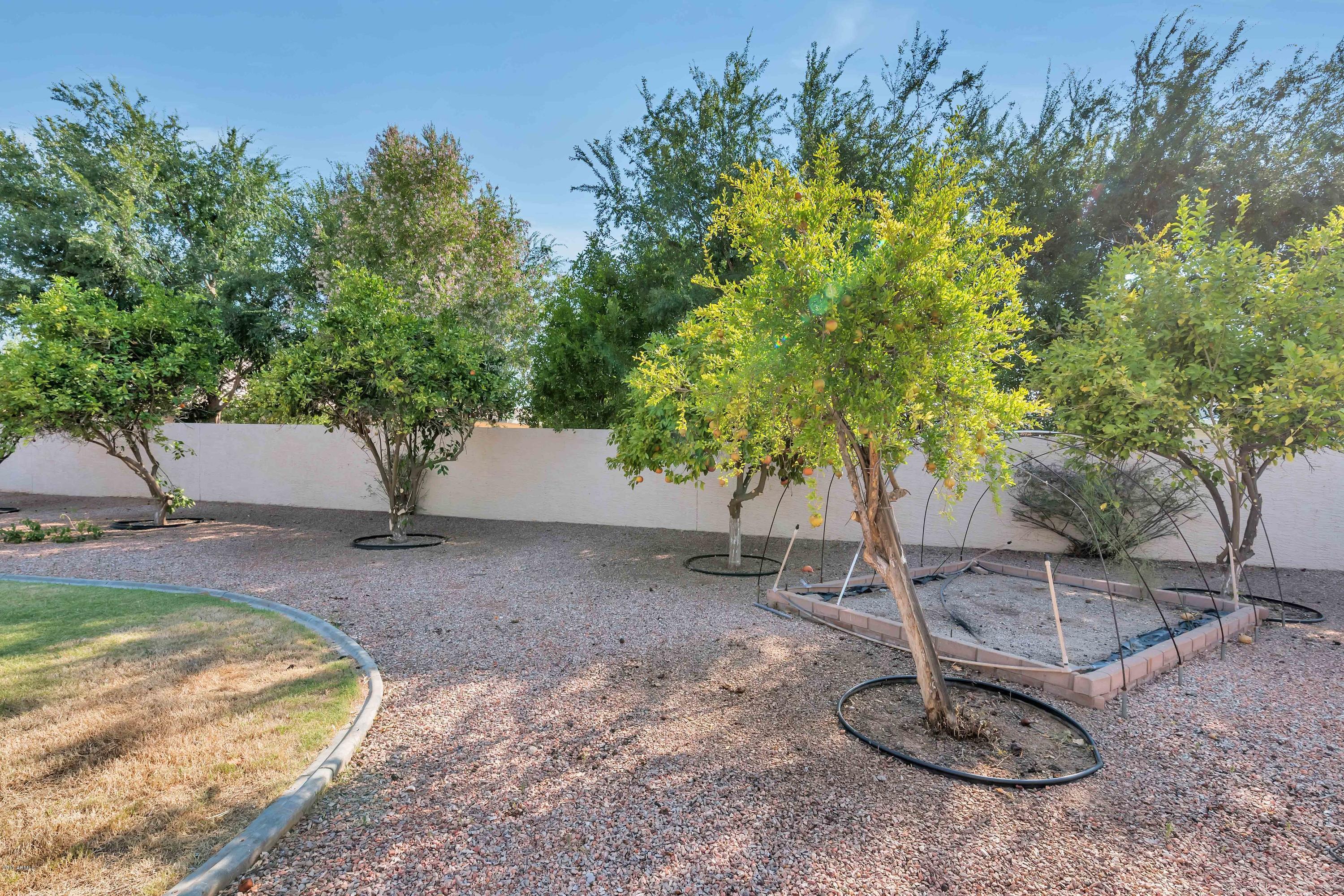 7759 East Decatur Circle Mesa, AZ 85207 - Photo 24 of 30 Fruit Trees