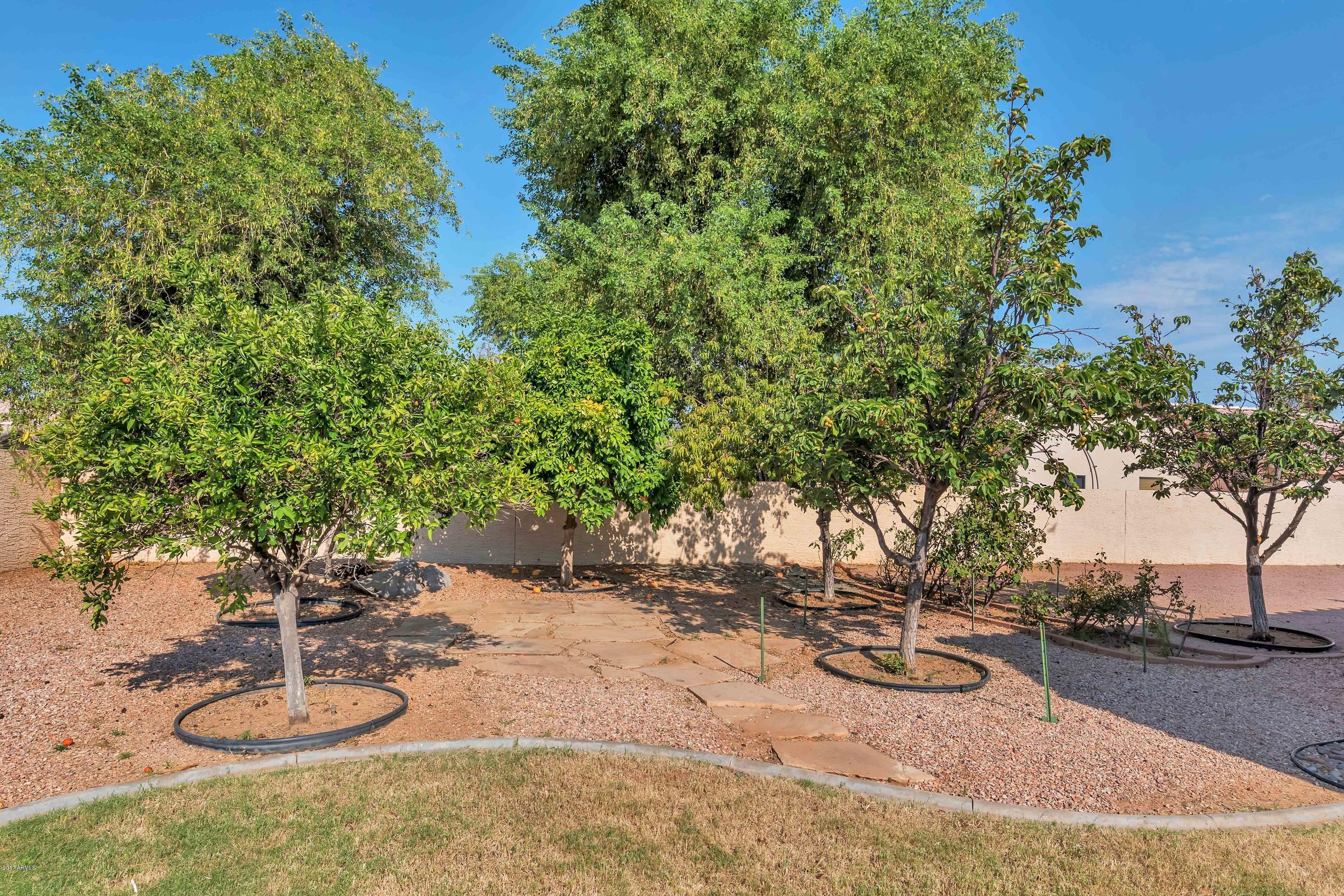 7759 East Decatur Circle Mesa, AZ 85207 - Photo 27 of 30 More Fruit Trees