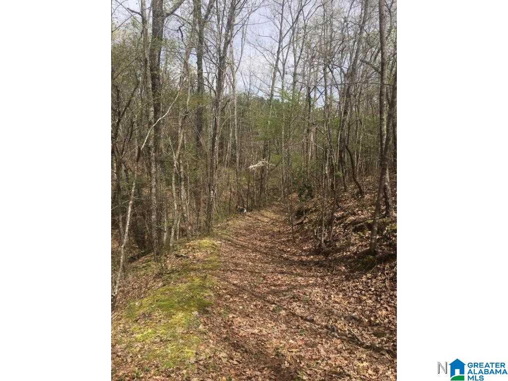 0 Bear Creek Road Haleyville, AL 35565 - Photo 5 of 13