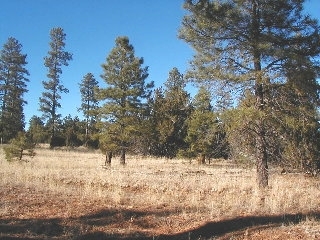 165 B Christmas Pine Road Overgaard, AZ 85933 - Photo 1 of 7