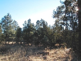 165 B Christmas Pine Road Overgaard, AZ 85933 - Photo 2 of 7