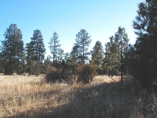 165 B Christmas Pine Road Overgaard, AZ 85933 - Photo 3 of 7