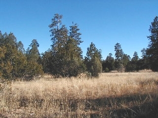 165 B Christmas Pine Road Overgaard, AZ 85933 - Photo 4 of 7
