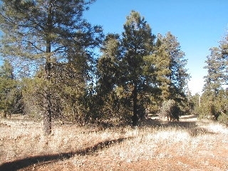 165 B Christmas Pine Road Overgaard, AZ 85933 - Photo 5 of 7