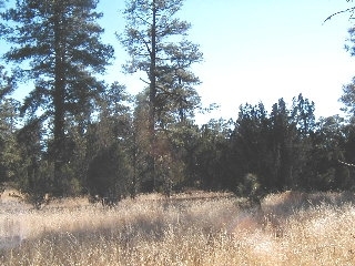 165 B Christmas Pine Road Overgaard, AZ 85933 - Photo 6 of 7