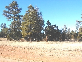 165 B Christmas Pine Road Overgaard, AZ 85933 - Photo 7 of 7