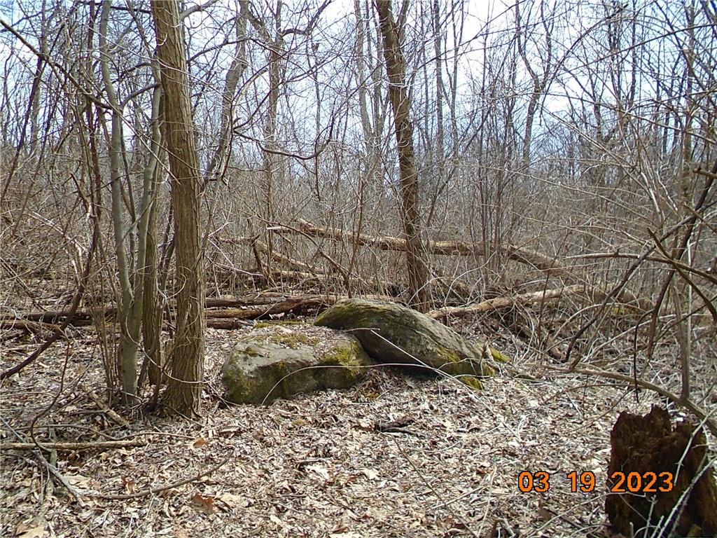 400 Bell Point Road Avonmore, PA 15618 - Photo 14 of 20 a view of a forest filled with trees