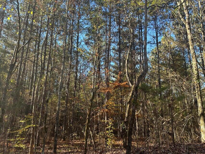 0 Mt Carmel Road Decatur, TN 37322 - Photo 3 of 8 20241112014323425141000000-o