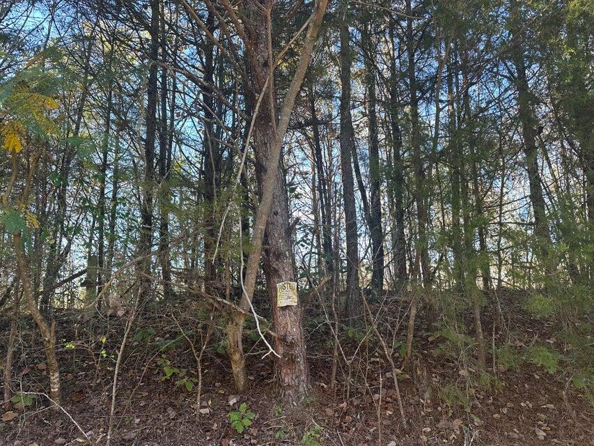 0 Mt Carmel Road Decatur, TN 37322 - Photo 5 of 8 20241112014328986197000000-o