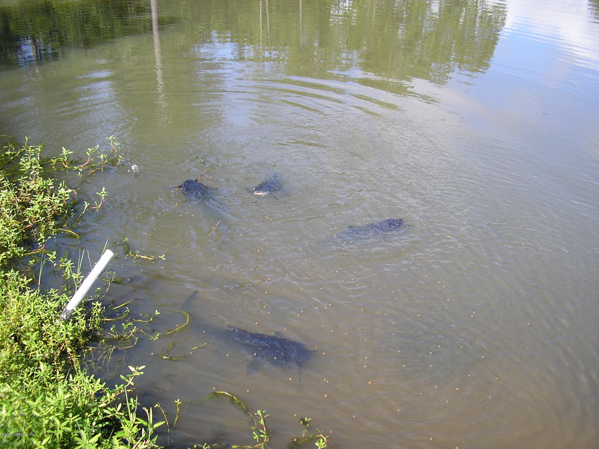 0 Carlin Road San Mateo, FL 32187 - Photo 6 of 12 CATFISH