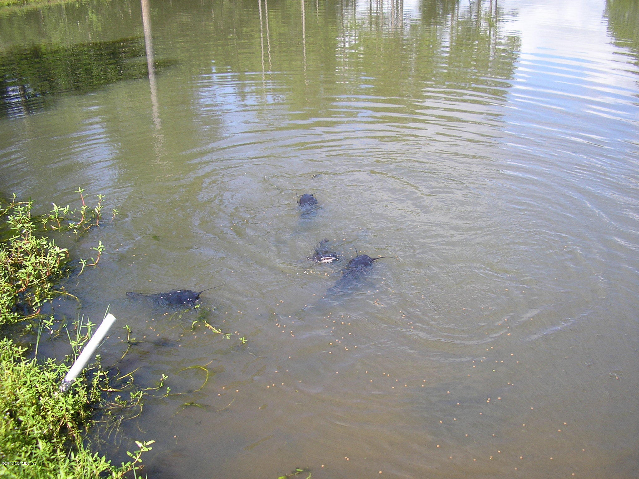 0 Carlin Road San Mateo, FL 32187 - Photo 7 of 12 CATFISH