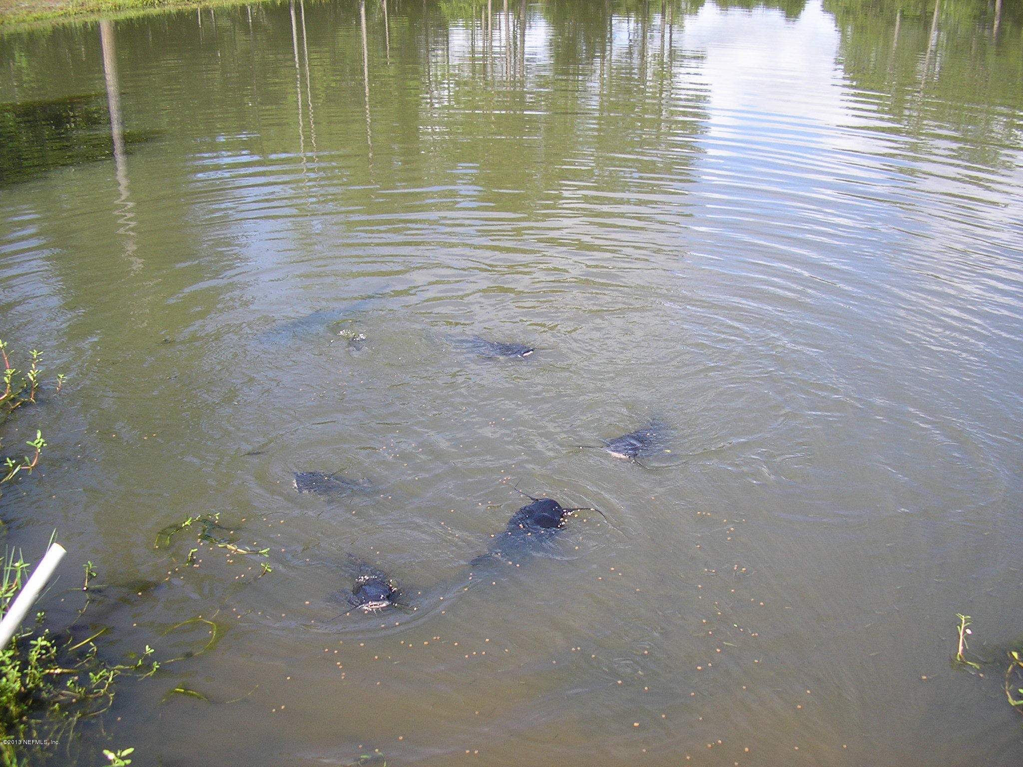 0 Carlin Road San Mateo, FL 32187 - Photo 8 of 12 CATFISH