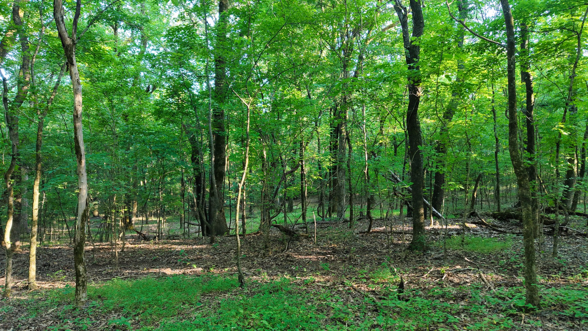 0 Harrell Road Arlington, TN 38002 - Photo 20 of 29 Gallery Image 20