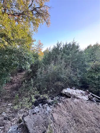 a view of a forest with trees in the background