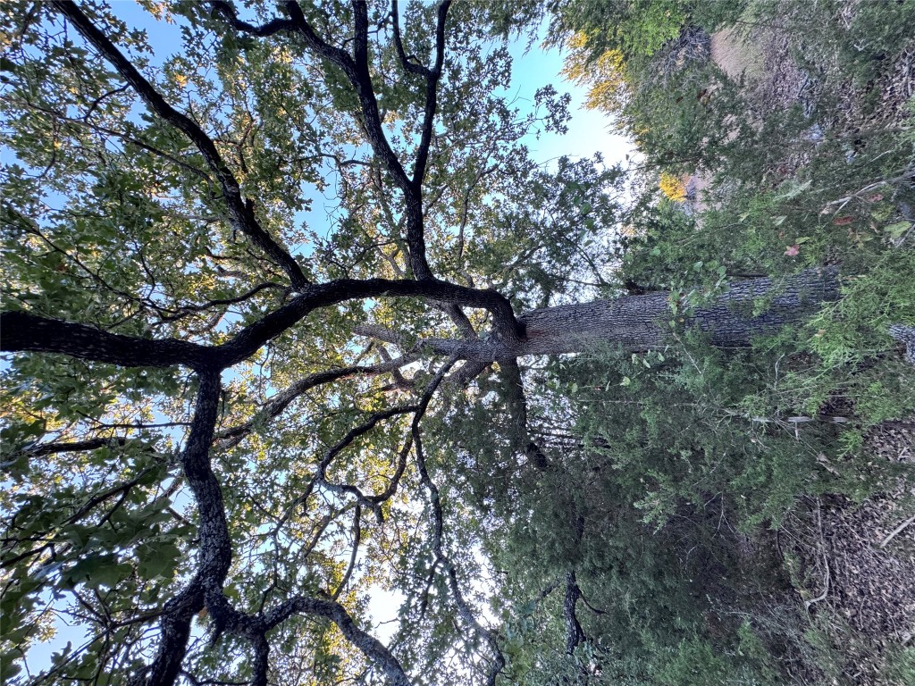 Tbd Whisper Lane Georgetown, TX 78628 - Photo 15 of 26 View of local wilderness