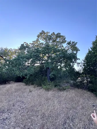 a view of a forest with trees in the background