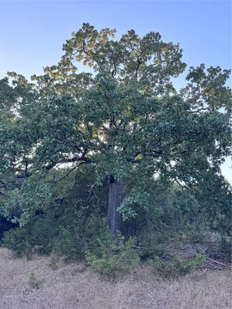 a view of a tree in a yard
