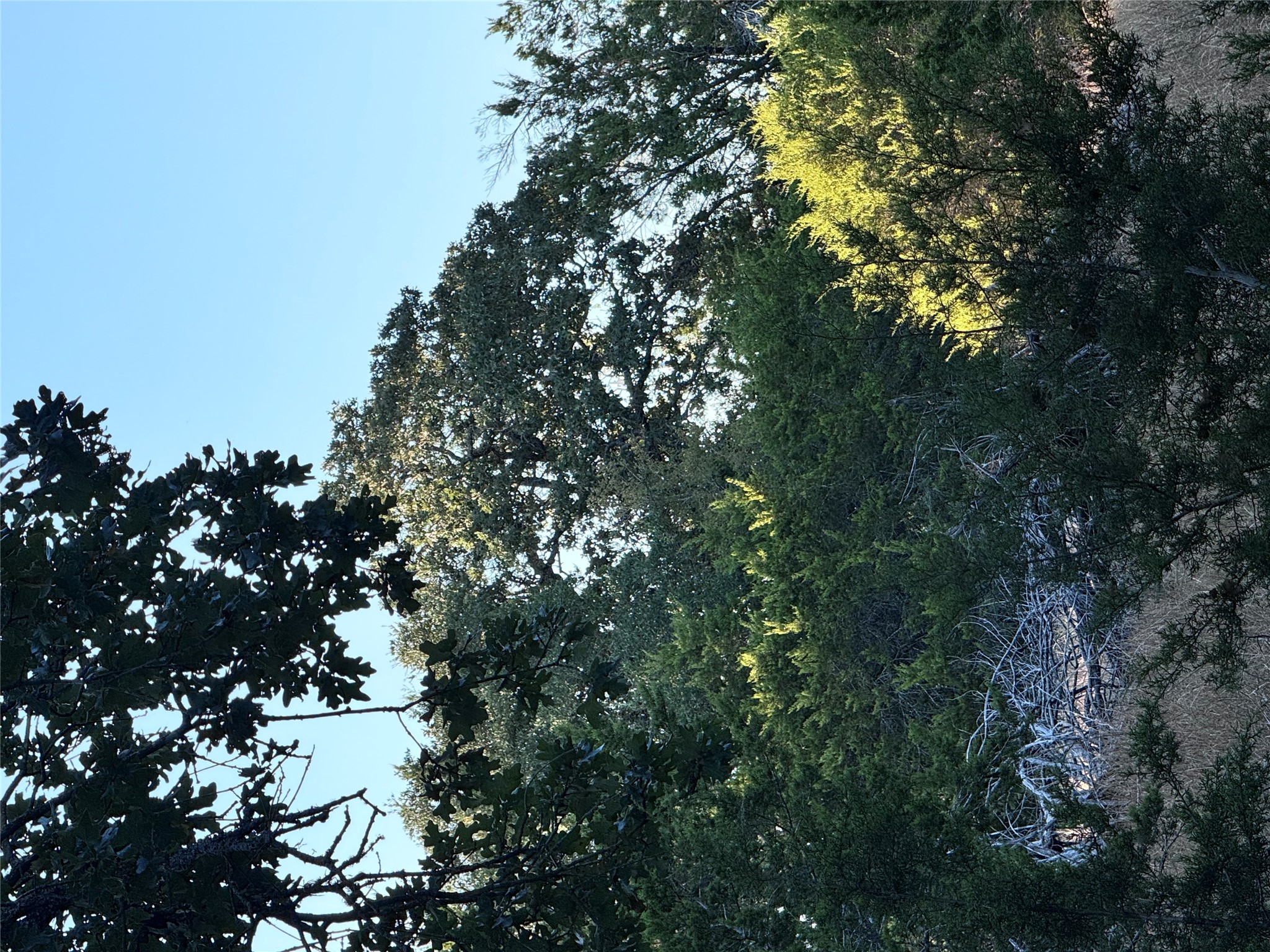 Tbd Whisper Lane Georgetown, TX 78628 - Photo 18 of 30 View of nature