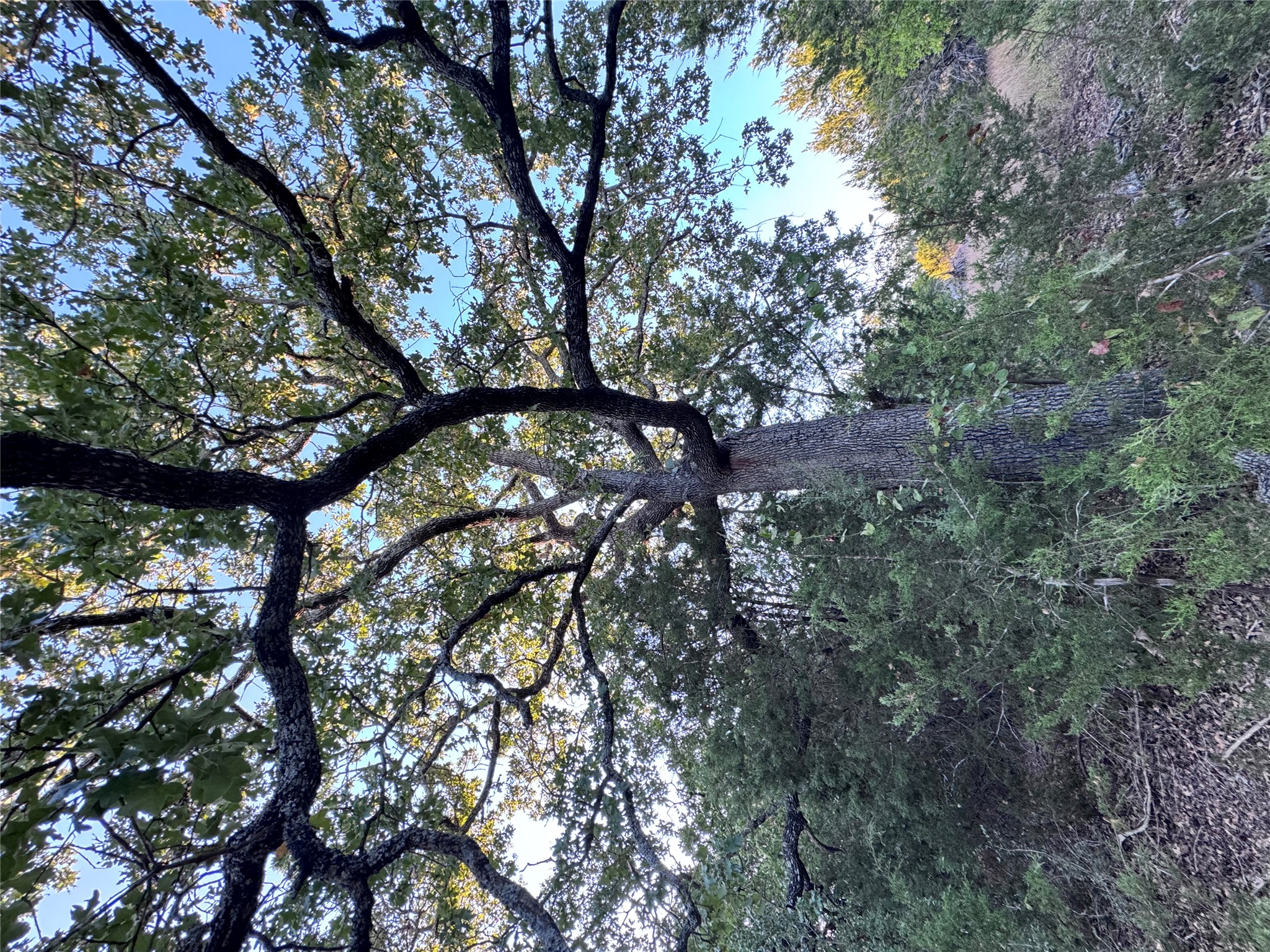 Tbd Whisper Lane Georgetown, TX 78628 - Photo 19 of 30 View of local wilderness