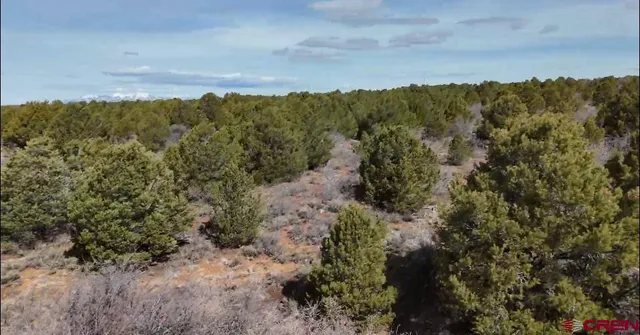 a view of a bunch of trees in a field