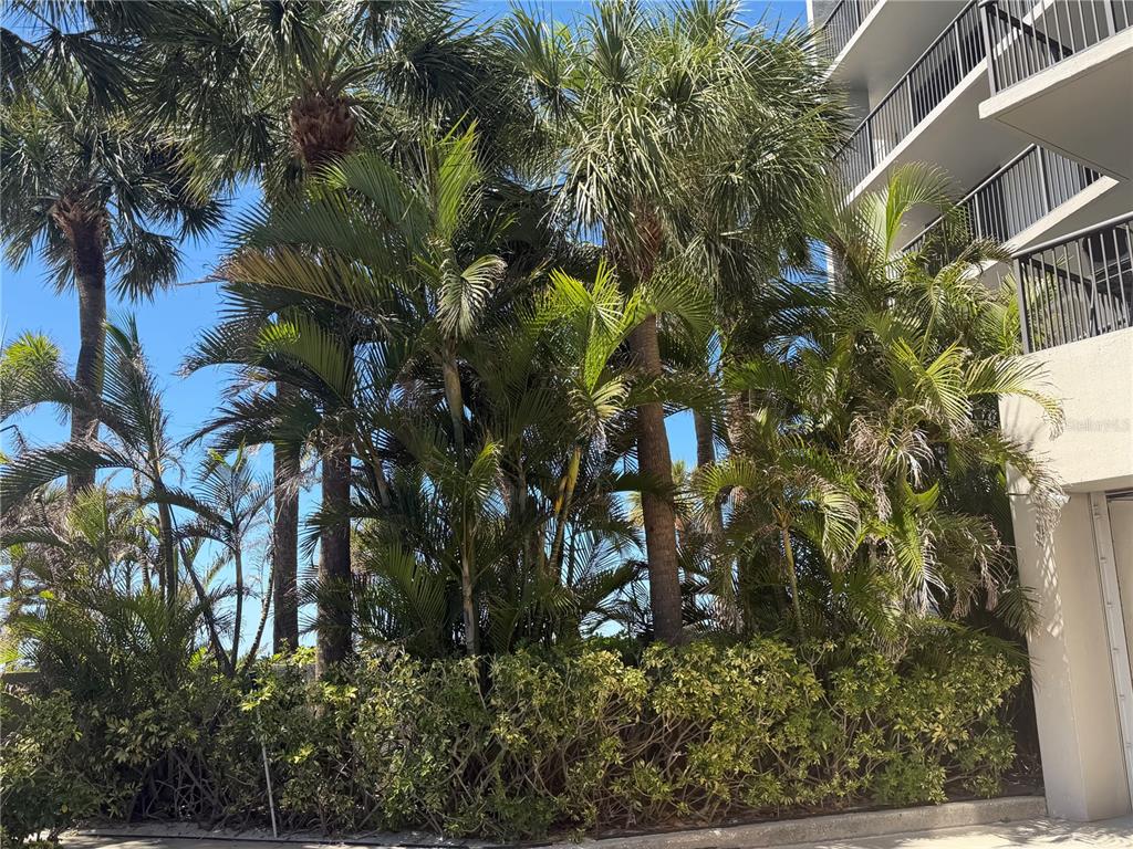 50 Coe Road, Unit 322 Belleair, FL 33756 - Photo 22 of 22 a view of a tree