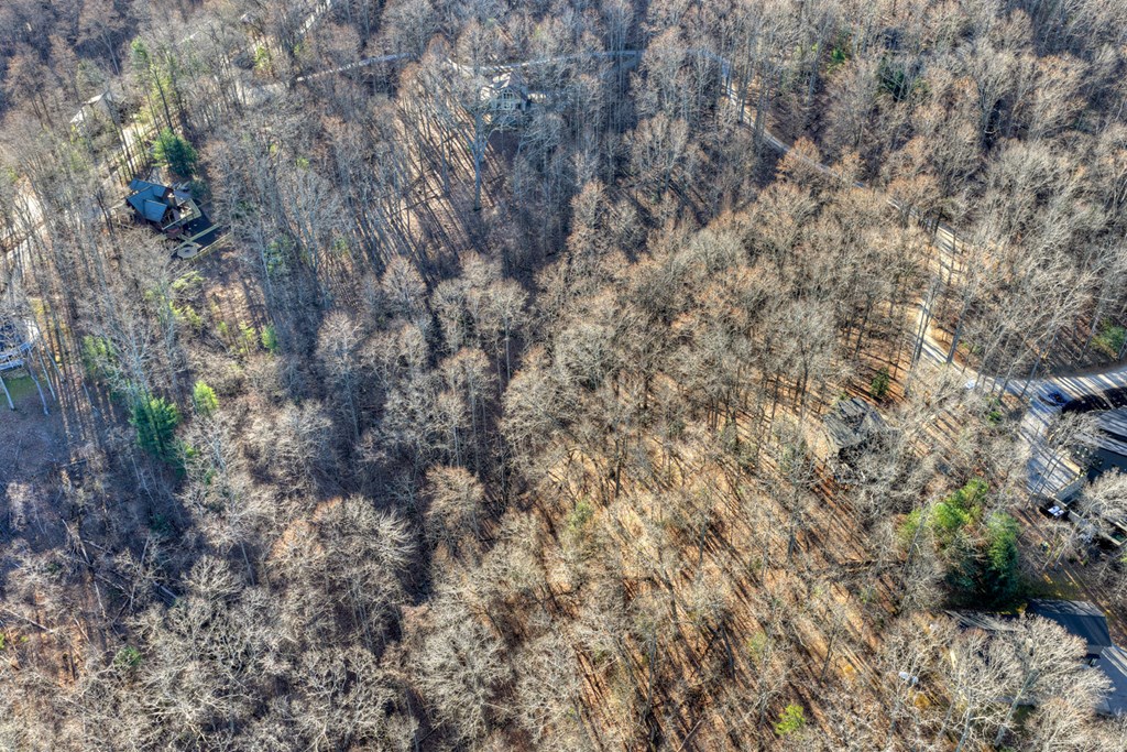 427 Green Ridge Road Blue Ridge, GA 30513 - Photo 41 of 53 a view of a forest with a tree