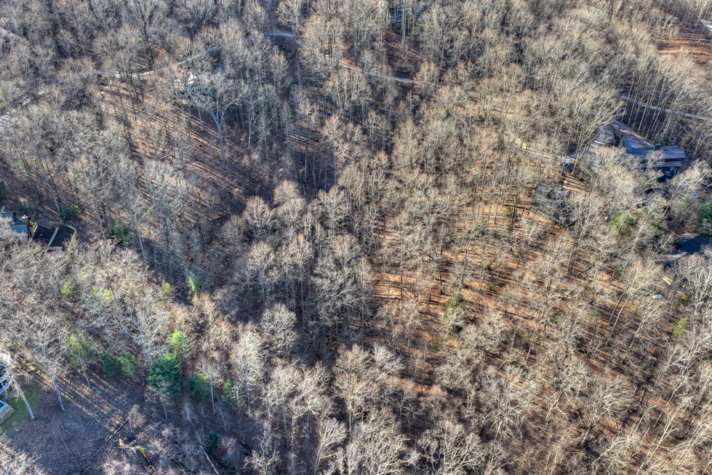 427 Green Ridge Road Blue Ridge, GA 30513 - Photo 42 of 53 a close up of a tree