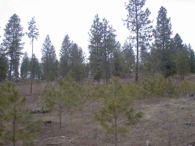 0 Ford-wellpinit Road Wellpinit, WA 99040 - Photo 1 of 7