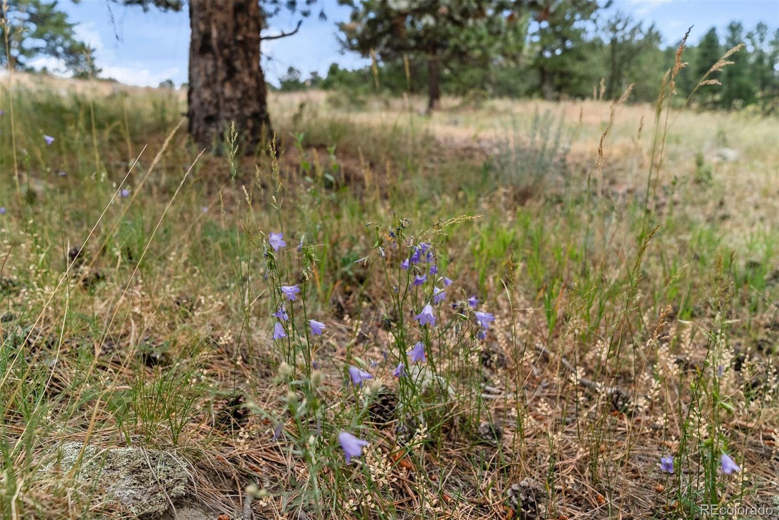 1162 Swede Gulch Road Evergreen, CO 80439 - Photo 11 of 27 a view of lake with green space