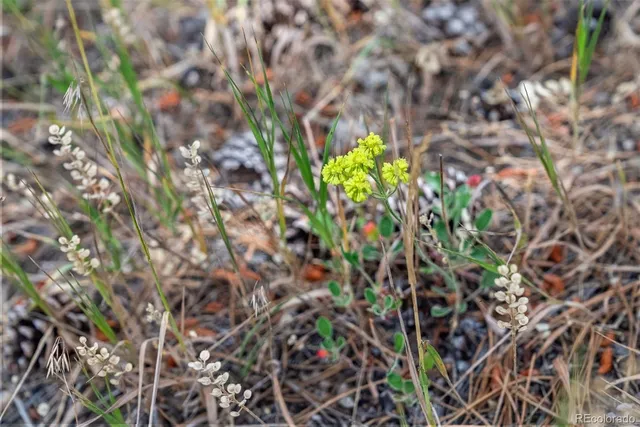 a view of a yard with a house